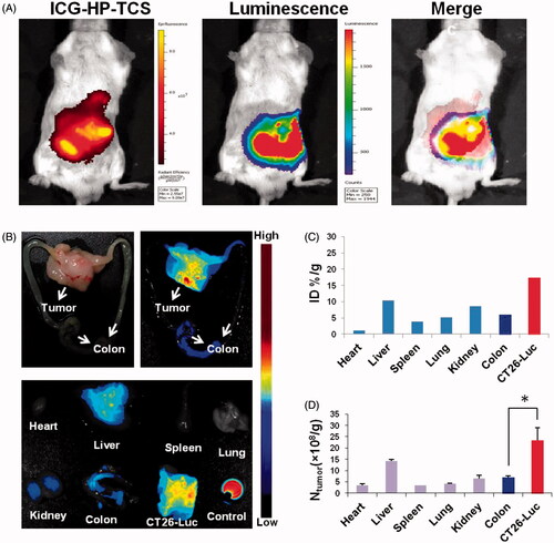 Figure 2. Bioimaging studies in orthotopic models. (A) The in vivo imaging of ICG-HP-TCS in orthotopic CT26-Luc tumor-bearing BABL/C mice model at 5 min after IP injection of D-luciferin. (B) The photograph and in vivo imaging of CT26-Luc tumor, normal colon and various tissues at 24 h after the intravenous injection of ICG-HP-TCS nanoparticles. (C) The accumulation of ICG-HP-TCS nanoparticles in various tissues was calculated as %ID/g (the percentage of the injected dose per gram of tissue). The fluorescent intensity, which indicates the amount of micelles, was read by the imaging system. (D) The accumulation of ICG-HP-TCS nanoparticles in various tissues by measuring Au element levels in tumors using ICP-MS (n = 3). *p < .05.