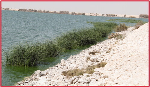 Figure 3. Treated wastewater pond (Abu-Nakhla). Good habitat for many aquatic plants, Typha domingensis and phytoplanktons thrived in this pond.
