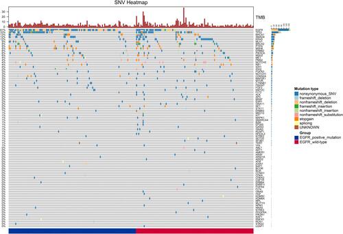 Figure 2 Profile of mutated genes in EFGR-mutant and wild-type patients.