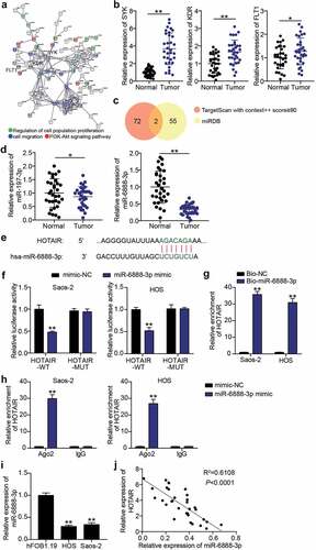 Figure 3. miR-6888-3p was a target for HOTAIR (a) SYK, KDR, and FLT1 were associated with cell migration, cell proliferation and PI3K-Akt signaling pathway by STRING analysis. (b) qRT-PCR for relative SYK, KDR, FLT1 expression in OS tissues and adjacent tissues. * P < 0.05, ** P < 0.001. (c) miR-197-3p and miR-6888-3p were predicted to bind to SYK and HOTAIR by TargetScan and miRDB. (d) qRT-PCR for relative miR-197-3p and miR-6888-3p expression in OS tissues and adjacent tissues. ** P < 0.001. (e) Bioinformatics analysis for predicting miR-6888-3p binding sites in HOTAIR. (f) Luciferase reporter assays using HOS and Saos2 cells co-transfected with the miR-6888-3p mimic and HOTAIR-WT or HOTAIR-MUT reporter plasmid. ** P < 0.001. vs mimic-NC. (g) RNA pull-down assay was performed to measure HOTAIR levels in HOS and Saos2 cells transfected with Bio-miR-6888-3p. ** P < 0.001. vs anti-IgG. (h) RIP assay was performed to measure miR-6888-3p and HOTAIR levels on anti-IgG and anti-Ago2. ** P < 0.001. vs anti-IgG. (i) qRT-PCR for the determination of miR-6888-3p expression in OS cell lines. ** P < 0.001. vs hFOB1.19. (j) Negative association between HOTAIR and miR-6888-3p expression in OS tissues.