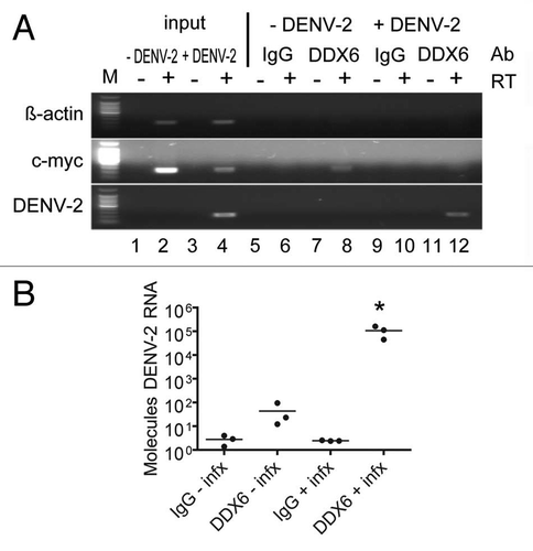 Figure 4 DDX6 interacts with DENV-2 RNA in vivo during infection. (A) RNA immunoprecipitation was performed using either a non-specific IgG or DDX6-specific antibody on uninfected and infected HuH-7 cell lysates. Cells were infected with DENV-2 NGC at an MOI of 0.5 and harvested 48 hours post-infection. Antibodies bound to protein A beads were incubated with uninfected or infected cell lysates and washed 5x with RIPA buffer containing 1 M NaCl. RNA was isolated using Trizol and analyzed by RT-PCR using primers specific for β-actin, c-myc or DENV sequences. (B) RNA immunoprecipitation was repeated in triplicate and processed as in (A), except analysis was performed using Real-time PCR for DENV. To facilitate normalization, an in vitro transcript was added prior to Trizol extraction as a control for recovery. Data was analyzed using a one-way ANOVA (p = 0.0045) and Dunnett's Multiple Comparison Test, where p < 0.01 is indicated by an asterisk.