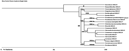 Figure 2b. Phylogenetic relationships of 20 bacterial isolates based on restriction endonuclease AfaI/MspI fingerprints.