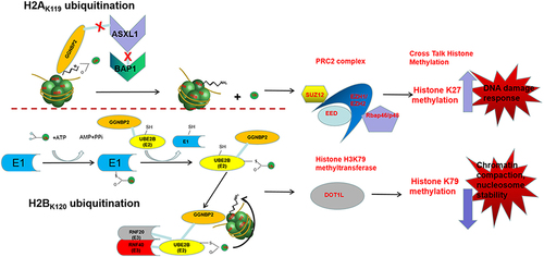 Figure 7. The mechanism of histone modifications regulated by GGNBP2.