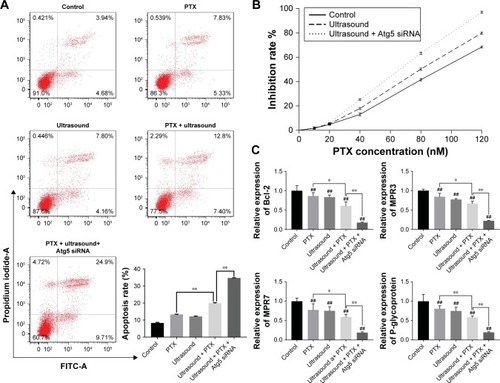 Figure 2 Effect of ultrasound treatment on apoptosis and chemotherapy sensitivity in PTX-resistant PC-3 cells.