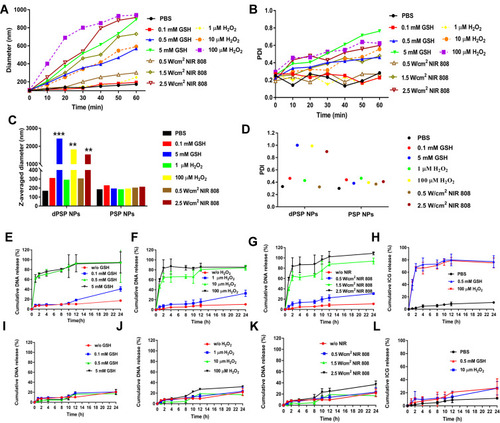 Figure 5 Investigation on the biodegradability of ICG-DNA/dPSP4 nanoparticle. Changes in the particle size (A and C) and PDI (B and D) of nanoparticles. In vitro pDNA release profiles from dPSP4 and PSP nanoparticles (E–G, I–K). In vitro ICG release profiles of nanoparticles (H and L). Asterisks indicate statistically significant differences (**p< 0.01 and ***p<0.005).