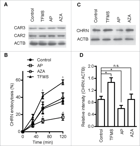 Figure 4. CAR3 specifically regulates CHRN endocytosis. (A) C2C12 cells treated with AP (2 μg/ml), TFMS (2 mM) or AZA (1 mM) for 6 h, were lysed and subject to SDS-PAGE followed by immunoblot analysis using CAR3, CAR2 or ACTB antibodies. (B) C2C12 cells were treated with or without AP (2 μg/ml), TFMS (2 mM) or AZA (1 mM) for 6 h, followed by incubation with CHRN antibody (mAb210) at 4°C for 1 h, and then switched to 37°C for different times to induce CHRN endocytosis. After acidic washes, the cells were fixed and analyzed with flow cytometry. (C) C2C12 cells treated without or with AZA (1 mM), AP (2 μg/ml), TFMS (2 mM) for 6 h, and then labeled with biotin-CHRN antibody (mAb210). After further culture for 2 h, C2C12 cells were washed with acidic buffer, lysed and analyzed using SDS-PAGE and blotted with streptavidin-HRP. (D) The band densitometry was quantified using ImageJ software. Shown is a representative image of three experiments (A and C), and the quantitative data are presented as the mean ± SEM of 3 experiments (B). *p < 0.05, between the MβCD group and the control group; #p < 0.05, between the AP group and the control group; &p < 0.05, between the TFMS group and the control group.