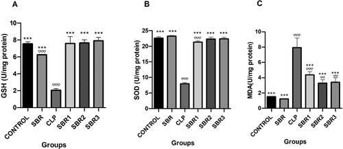 Figure 1. Evaluations of oxidative stress and antioxidant alterations in the lungs of septic rats treated with suberosin. (A) GSH activities of all experimental groups. φ: Compared to the control group; *: compared to the CLP group. (B) SOD activities of all experimental groups. φ: Compared to the control group; *: compared to the CLP group. (C) MDA levels of all experimental groups. φ: Compared to the control group; *: compared to the CLP group.