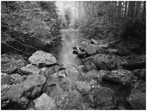 Figure 18 A constricted riffle in Oulette Creek, BC. A deep overwintering pool for Coho salmon is maintained by the flood torrent in the upper part of the pool. Logs and other woody debris are cabled to the banks of the stream in the pool area to provide cover from predators.