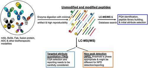 Figure 1. Generic MAM workflow for biotherapeutic modalities that enables targeted attribute quantitation and new peak detection.