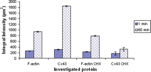 Figure 6.  Measurements of the integral intensity of F-actin and Cx43 in control and cycloheximide (10 µg/ml CHX) -pretreated cells, at the cell-cell interface of 20 randomly selected pairs of cells (10 randomly selected pairs of cells from each of two replicate experiments.) The error bars represent one standard error of the mean. This Figure is reproduced in colour in Molecular Membrane Biology online.