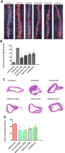 Figure 4 Pathologic staining of atherosclerotic lesions. (A) Whole aortic area by Oil red O staining; (B) percentage of lipid accumulation; (C) representative photographs of aortic lesions from H&E staining (magnification × 200); (D)percentage of plaque area. The error bars indicate mean ± SEM (n=3). ▲ P<0.05, compared with the model group; * P<0.05, compared with the model group.