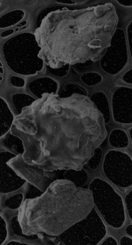 Figure 3. Scanning electron microscope image of collected PM particles.