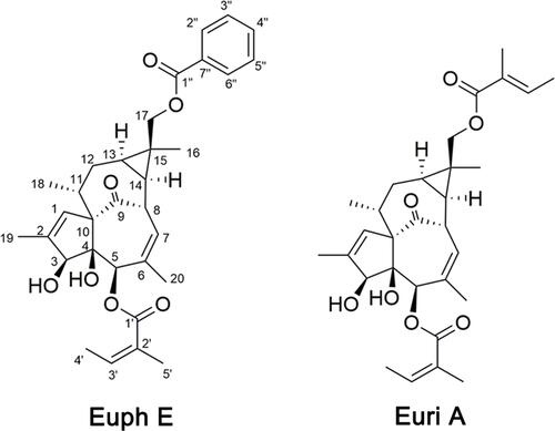 Figure 1 Structures of Euph E and Euri A isolated from Euphorbia neriifolia Linn.