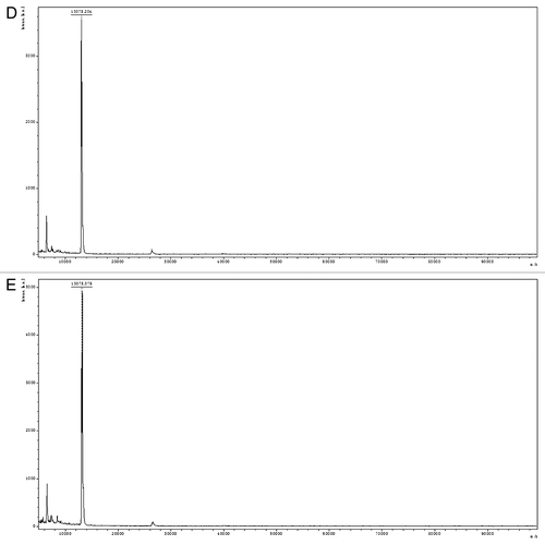 Figure 1D-E. (D) Mass-finger printing analysis of the purified Mtb9.9D by MALDI-TOF. (E) Mass-finger printing analysis of the purified Mtb9.9E by MALDI-TOF. The spectrum indicates the molecular mass of the recombinant proteins (N-terminal 6 × His-tag) were 13.185181, 13.174290, 13.078204 and 13.078379 kDa respectively.