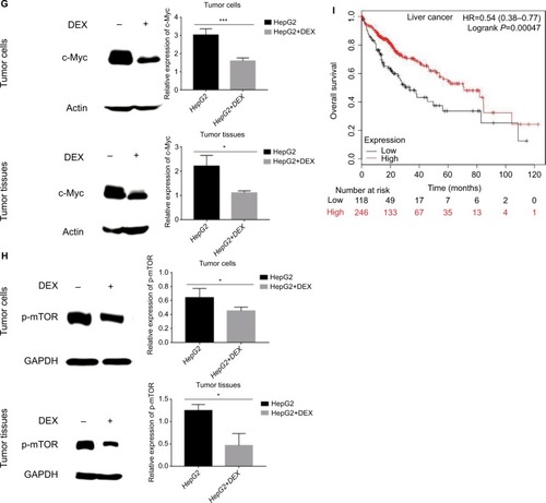 Figure 2 DEX inhibits HepG2 cells in vivo and its mechanisms.Notes: DEX inhibits the growth of HEPG2 solid tumor volume and weight in vivo. After 12 days of DEX treatment, the difference in solid tumor volume between the control and the DEX groups was statistically significant. At the end of the experiment, solid tumors were weighed, and the difference in solid tumor weight between the control and the DEX groups was statistically significant (A and B). DEX inhibits the production of lactic acid in a cell culture medium. After DEX treatment, the lactic acid content in the medium was significantly reduced, and the difference was statistically significant, indicating that DEX can inhibit the glycolysis of HepG2 cells (C). Detection of expression of genes involved in glucose metabolism by DEX by real-time PCR (D). After DEX treatment, the expression of c-Myc, LDHA, and PCK1 in HepG2 cells was significantly decreased, whereas the expression of PCK2 and PDK4 was significantly increased. The difference was statistically significant; detection of the effect of DEX on the expression of PCK2 in HEPG2 xenografts by immunohistochemical (E). Western detection of the effect of DEX on PCK2, c-Myc, and p-mTOR in HEPG2 cells and tissues. After treatment with DEX, PCK2 was upregulated, c-Myc was downregulated, and p-mTOR was downregulated in HepG2 cells and solid tumors. The difference was statistically significant (F–H). Relationship between expression of PCK2 and patient prognosis of liver cancer in KM plotter database. Hepatocellular carcinoma patients with high expression of PCK2 had longer overall survival than patients with low expression of PCK2. The difference is statistically significant (I). All data were analyzed by using the chi-squared test. P<0.05 was considered to be significant (*P<0.05, **P<0.01, ***P<0.001, ****P<0.0001).Abbreviations: DEX, dexamethasone; p-mTOR, phosphor-mammalian target of rapamycin.
