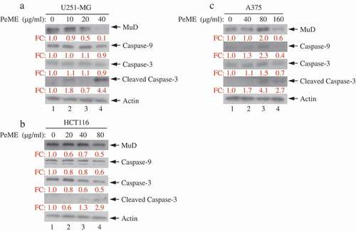 Figure 5. Analysis of caspase and MuD activation in U251-MG, A375, and HCT116 cell lines. Cells were treated with various concentrations of PeME for 24 h; U251-MG were treated with 0, 10, 20 and 40 µg/ml (a), HCT116 cells were treated with 0, 10, 20, 40 and 80 µg/ml (b), A375 cell were treated with 0, 40, 80 and 160 µg/ml (c). The lysates were analyzed by immunoblotting using anti-caspase-3/-9 and MuD MAb. Actin was used for loading control.