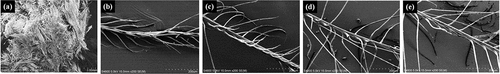 Figure 10. The microscopic morphology of down fiber after treatment in alkaline washing environment.