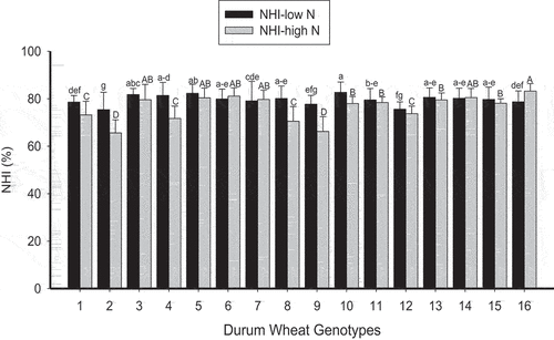 Figure 4. Average nitrogen harvest index (NHI) values across the three locations of durum wheat genotypes under high and low N growth conditions (the different small and capital letters indicate the presence of significant difference between sites under low N and high N, respectively).