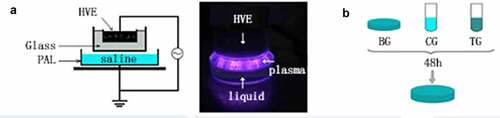 Figure 1. (a) Diagram of plasma device and schematic diagram of plasma-activated liquid (PAL) treatment of Neisseria gonorrhoeae. Experimental schematic of the blank, control, and treatment groups. The blank group is the untreated group. Figure 1(b) In the control and treatment groups, the bacteria were immersed for 30 min in physiological saline and PAL, respectively