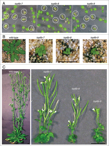 Figure 3. Morphological phenotype of top6b mutants. (A) top6b seedling phenotype. A population of seeds segregating for each allele was plated, cold-treated for 24 h at 4°C, and grown under continuous light for 10 d. Plants with the homozygous phenotype are circled. Seedlings not circled are wild-type segregants. (B) top6b mutant phenotype after 5 wk growth. Seeds segregating for each allele were sown directly on soil, cold-treated for 48 h at 4 °C, then grown 7 d at 16°C under constant. Seedling were selected by phenotype, and transplanted to individual pots for continued growth at 16°C. Scale bars are 1 cm. (C) top6b phenotype after 10 wk of growth. Plants in (B) were grown for an additional 5 wk as described above. Scale bars are 1 cm.
