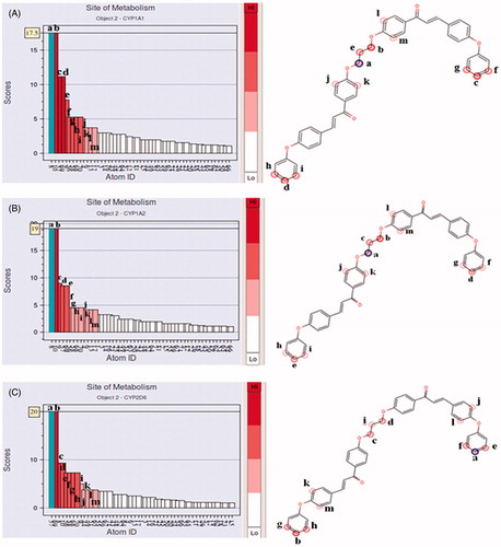 Figure 5. Histogram (left) and graphical visualization (right) of predicted (A) CYP1A1, (B) CYP1A2, (C) CYP2D6 metabolic sites for compound b2. Four different shades of color are used; from dark (lowest probability) to white (highest). The major metabolic site is highlighted (blue color).