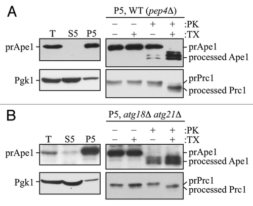 Figure 1. The prApe1 protease protection assay. (A) Wild-type (atg18Δ atg21Δ pep4Δ) cells expressing Atg18-PA and Atg21 (WT) or (B) atg18Δ atg21Δ pep4Δ cells were grown to exponential phase in YPD medium and converted to spheroplasts.Citation16 The spheroplasts were starved for 1 h in SD-N medium supplemented with 1.2 M sorbitol to induce autophagy, collected by centrifugation, resuspended in osmotically balanced lysis buffer, and then disrupted. In order to remove unbroken cells, the lysate was subjected to centrifugation at 300 × g. The resulting total lysate (T) was further separated into 5,000 × g lysate (S5) and pellet (P5) fractions. The P5 fraction from each strain was split into four parts and subjected to different treatments: No treatment, treatment with 0.4% Triton X-100 (TX), treatment with proteinase K (PK), or treatment with proteinase K in the presence of 0.4% Triton X-100. The samples were precipitated using 10% TCA, acetone washed and analyzed by immunoblot using anti-Ape1 antiserum. Lysis conditions were verified by immunoblot analysis using the anti-Pgk1 and anti-Ape1 antisera. To verify the integrity of organellar membranes in the P5 fractions, maturation of the precursor form of Prc1 was examined. This figure includes data previously published in reference Citation16, which are reproduced by permission of the American Society for Biochemistry and Molecular Biology and Elsevier, copyright 2010.