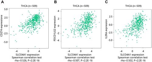 Figure 8 The association of SLCO4A1 with immunoregulators in thyroid cancer. (A) CD274. (B) PDCD1LG2. (C) IL2RA.