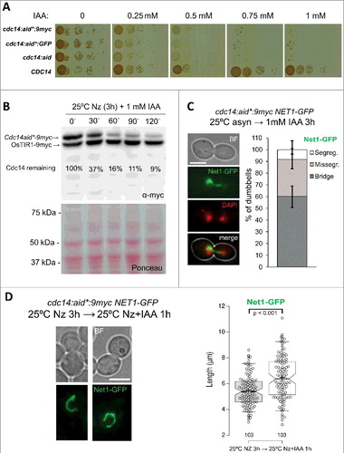 Figure 2. Auxin-driven depletion of Cdc14 at 25 ºC still resembles the terminal phenotype of cdc14-ts alleles at 37 ºC. (A) Strains FM931 (OsTIR1 NET1:GFP), FM1391 (OsTIR1 NET1:GFP cdc14:aid), FM1784 (OsTIR1 cdc14:aid*:GFP) and FM1785 (OsTIR1 NET1:GFP cdc14:aid*:9myc) were spotted on YPD plates containing increasing concentrations of the auxin IAA and incubated for 3 days at 25 ºC. (B) Strain FM1785 was first blocked 3h with Nz and then incubated with 1 mM IAA. At the indicated time points, a sample was taken and processed for western blotting against the myc epitope (upper picture depicts the actual western blotting and lower picture the Ponceau staining of the membrane). The amount of Cdc14 was normalized to OsTIR1 and the relative Cdc14 abundance compared to the time of IAA addition. (C) A log-phase culture of FM1785 was treated with 1 mM IAA for 3h at 25ºC. A representative picture of the major phenotype is shown on the right: a cell arrested in anaphase with DAPI-stained segregated nuclear masses and a Net1-GFP anaphase bridge. On the left, a quantification of the segregation pattern of Net1-GFP. (D) The same strain was blocked 3h with Nz before adding 1 mM IAA for an extra hour at 25 ºC. Representative cells before and after IAA addition are shown on the left. A box plot of the loop lengths is included on the right. Note how neither auxin addition nor Cdc14 depletion caused the condensation of the rDNA loop. White scale bars represent 5 μm. BF, bright field; Nz, nocodazole; IAA, 3-indolacetic acid.