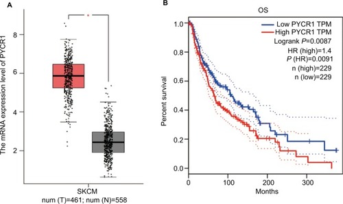 Figure 1 PYCR1 expression was upregulated and predicted a poor prognosis in human MM.Notes: The expression and prognosis role of PYCR1 were assessed by using the GEPIA online database. (A) PYCR1 expression was significantly increased in SKCM tumor tissues (n=461, red box) in comparison to normal skin tissue (n=558, gray box). (B) The survival curve was plotted in SKCM patients who were divided into PYCR1 high-expression group (n=229) and PYCR1 low-expression group (n=229). As seen from the curve, SKCM patients with low PYCR1 level showed better OS than those with high PYCR1 level. *P<0.05.Abbreviations: MM, malignant melanoma; GEPIA, Gene Expression Profiling Interactive Analysis; SKCM, skin cutaneous melanoma; OS, overall survival; TPM, transcripts per million; PYCR1, pyrroline-5-carboxylate reductase 1.