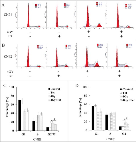 Figure 5. Effects of tetrandrine with irradiation on cell cycle distribution. (A) CNE1 cells were cultured for 24 h with 1.5 μmol/L tetrandrine, 4 Gy irradiation, or a combination of 1.5 μmol/L tetrandrine and 4 Gy irradiation. The cell cycle distribution of the cells was investigated. (B) CNE cells were cultured for 24 h with 1.8 μmol/L tetrandrine, 4 Gy irradiation, or a combination of 1.8 μmol/L tetrandrine and 4 Gy irradiation. The cell cycle distribution of the cells was investigated. (C) The percentages of cells in the cell cycle phases were determined. The mean and SE were presented for three independent experiments. (*p<0.05 vs control, #p<0.05 vs 4 Gy.)