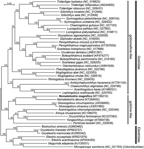 Figure 1. Maximum-likelihood (ML) phylogeny of 28 species of gobionelline-like and 8 species of gobiine-like gobiids based on the 13 concatenated nucleotide sequences of the entire protein-coding genes (PCGs). Six species from the family Eleotridae and a species from the family Odontobutidae were incorporated to build a reliable phylogeny tree. Numbers on the branches indicate ML bootstrap percentages (1000 replicates). DDBJ/EMBL/Genbank accession numbers for published sequences are incorporated.