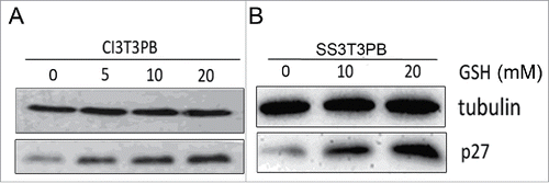 Figure 5. P27 was upregulated by adding 0, 5, 10, 20 mM of GSH.