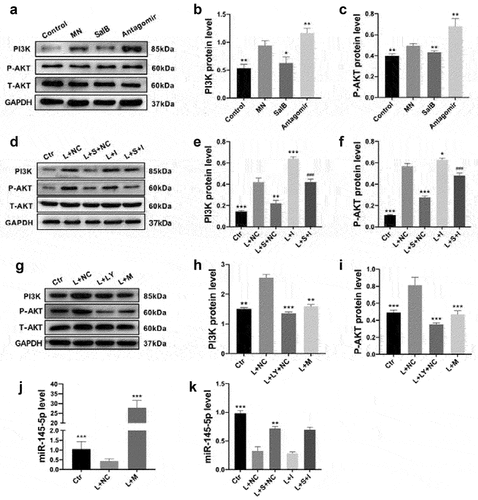 Figure 5. SalB activated autophagy by inhibiting PI3K/AKT pathway via miR-145-5p. (a-c) Summarized data showing the expression levels of PI3K and P-AKT (Ser473) in the kidneys from different groups of rats. (d-i) Summarized data showing the expression levels of PI3K and P-AKT (Ser473) in HMCs with different treatments (n = 6). (j-k) Relative miR-145-5p levels in HMCs with different treatments (n = 6). Ctr, control; L, LPS; S, SalB; I, miR-145-5p inhibitor; M, miR-145-5p mimic; LY, LY294002; NC, miR-145-5p negative control. *P < 0.05, **P < 0.01, ***P < 0.001 versus the MN group in rats or the L+ NC group in HMCs; ###P < 0.001 versus the L + S+ NC group or the L+ LY+NC group.