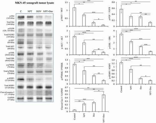 Figure 4. Dovitinib alters marker protein expression in MKN-45 xenografts: Tumor lysates were prepared from MKN-45 subcutaneous xenograft tumors. The images represent Western blot data of at least three independent experiments with identical outcomes. The intensity of protein bands was quantitated by densitometry and represented in the bar graph after normalizing values with corresponding total protein or GAPDH. * p < .05; ** p < .01; *** p < .001; **** p < .0001 by t-test