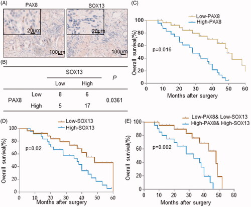 Figure 2. Combined PAX8 and SOX13 expression may predict the overall survival in patients with gastric cancer. (A) Immuno-histochemical analysis of PAX8 and SOX13 expressions in 36 gastric cancer samples. (B) Correlation between PAX8 and SOX13 was statistically analyzed. (C and D) Overall survival of patients with gastric cancer was calculated using Kaplan–Meier analysis according to low and high PAX8 (C) or SOX13 (D) staining. The p values were calculated by log-rank test. (E) Overall survival of patients with gastric cancer was calculated according to combined PAX8 and SOX13 staining level.