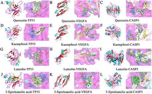 Figure 4. Molecular docking diagram and visualisation of the major active ingredients of CF and the core targets.