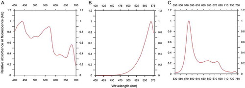 Fig. 2. In vivo absorption (A), excitation (B) and emission spectra (C) of Synechococcus sp. CSIRNIO1. Absorption spectrum was scanned from 400 to 700 nm; excitation spectrum was recorded between 400 and 575 nm; emission wavelength was fixed at 573 nm. Emission spectrum was obtained between 530 to 750 nm at a fixed excitation wavelength of 492 nm.