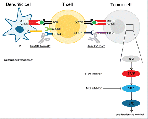 Figure 1. Immune therapy and targeted therapy of melanoma. aBy injecting activated dendritic cells (DCs) loaded with tumor antigens, DC vaccination aims to induce tumor associated antigen-specific T cells. Antigen presentation by DCs and co-stimulation signals (B7-CD28) result in T cell activation and proliferation. bTo keep an immune response in control, CTLA-4 is then up regulated on the surface of T cells, which binds stronger to B7 than CD28 and causes an inhibitory signal. Blocking CTLA-4 with monoclonal antibodies (ipilimumab) enhances T cell activation.Citation49 cBinding of PD-1 on the T cells to PD-L1 on the tumor results in downregulation of effector functions of T cells, which inhibits the killing of tumor cells. Blockade of this ligation by anti-PD-1 antibodies (nivolumab, pembrolizumab) makes it possible for T cells to maintain their antitumor functions, which allow them to kill tumor cells.Citation50 dBRAF is a kinase that is part of the RAS-BRAF-MEK-ERK mitogen-activated protein kinase (MAPK) pathway of cell proliferation. The tumors of approximately 40–60% of advanced melanoma patients harbor activating BRAF V600 mutations. The mutated kinase is constitutively active, which results in unregulated cell proliferation. This process can be blocked by selective BRAF inhibitors (vemurafenib, dabrafenib).Citation33 eSingle-agent BRAF inhibition results commonly in progressive disease due to acquired resistance, which is commonly caused by genetic escape mechanisms resulting in MAPK pathway independant signaling. Upfront inhibition of both MEK (cobimetinib, trametinib) and the mutated BRAF kinases might counteract this form of resistance.Citation34 (+) indicates a stimulatory effect; (−) indicates an inhibitory effect. Abbrevations: CTLA-4, cytotoxic T-lymphocyte-associated antigen 4, MHC, major histocompatibility complex; PD-1, programmed death-1; PD-L1, programmed death ligand-1; TCR, T cell receptor.