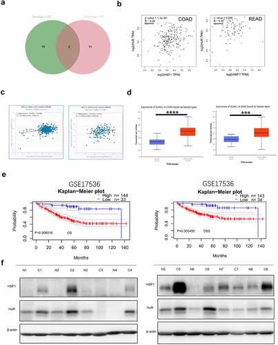 Figure 7. HuR co-expressed with HSF1 in CRC. (a) Venn diagram showed the RBP intersection in the RBPDB database (number of experiments (≥20) and human homologs (≥10)). (b and c) The correlation between ELAVL1 and HSF1 expression in CRC in GEPIA2 and StarBase database. (d) The UALCAN database showed the expression of ELAVL1 mRNA in CRC. (e) The correlation between ELAVL1 expression and CRC patient survival prognosis (overall survival (OS) and disease specific survival (DSS)) in the Prognoscan database. (f) The protein level of HSF1 and HuR in CRC tissues and corresponding normal tissues.