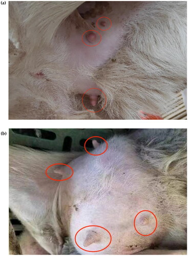 Figure 2. Pictures of Hu sheep with extra teats. (a) The picture shows a photograph of three teats of a lake sheep. (b) The picture shows the four teats of a Hu sheep.