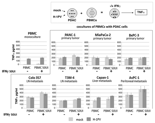 Figure 5. Release of TNFα from PDAC and PBMC cocultures after H-1PV+IFNγ treatment.The indicated pancreatic cancer cell lines were seeded into 10 cm2 dishes at 1.5 × 106 cells/ dish and infected or not with H-1PV at an MOI of 10 pfu/cell. Twenty-four hpi cells were harvested and plated onto pre-isolated PBMCs in 48 well plates at a ratio of PDAC:PBMC 1:5. The cocultures were treated or not with 50 UI/ml of human recombinant IFNγ and the release of TNFα was measured in supernatants 24 h later by ELISA. Mock or H-1PV infected (MOI 10) monocultures of PBMCs served as controls. The indicated values are average of at least three independent experiments. SD values are shown.