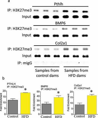 Figure 2. Maternal HFD enhances association of H3K27me3 with Pthlh, BMP6 and Col2al. (a) ChIP of foetal calvaria cells of mouse Pthlh, BMP6 and Col2al enhancer elements by specific anti H3K27me3 antibody. (b) ChIP of foetal calvaria cells of enrichments of Pthlh, BMP6 and Col2al after IP with H3K27me3 antibody. Fold enrichment relative to IgG. *, p < 0.05 by t-test HFD versus control diet dams.
