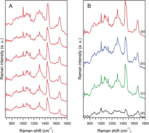 Fig. 5 Raman spectra of optically trapped urinary exosomes from healthy human samples (see Table II). (A) Similarity/variability of spectra from 6 different vesicles sets, for the same sample “P2_11_M” (a), each averaged over ~50 raw Raman spectra. (B) Raman spectra for 4 different exosome samples: “P2_11_M” (a) (averaging of 303 raw spectra), “P2_10_F” (b) (266 raw spectra), “P2_15_F” (c) (287 raw spectra) and “P2_1_M” (d), (140 raw spectra). All spectra were corrected for the PBS contribution, the slowly changing background from Rayleigh scattering and smoothed by 3 adjacent pixels (see Materials and methods).