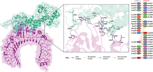 Figure 4. Docking analysis of vaccine-TLR2 complex, the docking result is on the left, and the analysis of the interactions inside the complex are on the right.