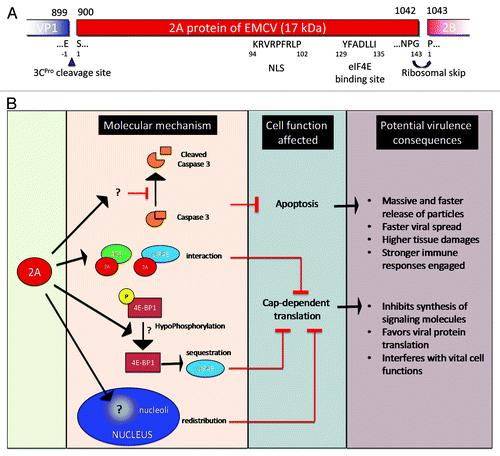 Figure 3. Encephalomyocarditis viral 2A protein. (A) EMCV 2A protein organization and putative sequence. (B) Functionality of EMCV 2A protein and potential consequence on EMCV virulence.