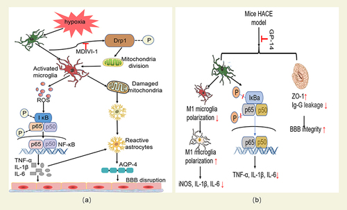 Figure 4 (a) The protective effect of MDIVI-1 on HACE and its mechanism. MIDIVI1 inhibits Drp1-mediated mitochondrial division under hypoxia, reduces the release of ROS and blocks the activation of ROS/NF-κB inflammatory pathway, protects the integrity of mitochondria released by microglia under hypoxia, and reduces the production of reactive astrocytes and the expression of AQP4, and finally alleviates inflammatory reaction and oxidative stress damage, and protects the integrity of BBB. (b) The protective effect of GP-14 on HACE and its mechanism. GP-14 can reduce the level of inflammation by inhibiting the expression of pro-inflammatory cytokines regulated by IκB-α and p65 phosphorylation. It also regulates the polarization of microglia M1/M2 by inhibiting the polarization of microglia to M1 phenotype and promoting microglia polarization to anti-inflammatory M2 phenotype; At the same time, it also reduces IgG leakage and increases the expression level of tight junction scaffold protein ZO-1, thus protecting the integrity of BBB and reducing the occurrence of HACE.