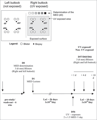 Figure 1 Study protocol: schematic representation of the exposed and non-exposed buttock areas used for MED determination, biopsy and blister collection. D0 is Day 0 of the study before the start of La1 supplementation, D57, D60 and D66 are Day 1, 4 and 10 after UV exposure, respectively.