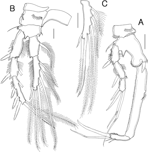 Figure 4.  Isocletopsyllus maximus sp. nov. Female (paratype): A, P1; B, P2. Male (paratype): C, endopod of P2. Scale bars=30 µm.