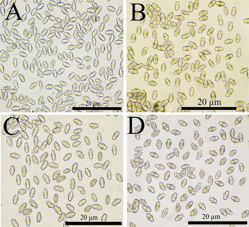 Figure 7. The structure of dumbbell-shaped pollen grains in (A) E. cylindrical, (B) B. paucifolium, (C) E. persica and (D) E. wolffii.