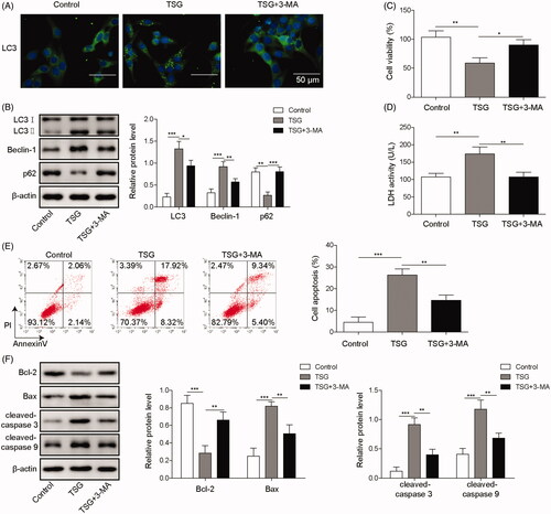 Figure 2. TSG promoted apoptosis by inducing autophagy in WRL-68 cells. WRL-68 cells were treated with 1000 μg/mL TSG and 5 mM 3-MA, and untreated cells served as a control. Then, immunofluorescence was carried out to detect the effect of 3-MA on cell autophagy induced by TSG (A; scale bar, 50 μm); autophagy-related protein expression was measured by Western blot (B); MTT assay was carried out to determine the cell viability (C); LDH kits were used to detect LDH activity of WRL-68 cells (D); flow cytometry was performed to detect cell apoptosis (E); and Western blotting was performed to measure apoptosis-related protein expression (F). Comparisons were performed using paired t-test or one-way ANOVA. *p < 0.05, **p < 0.01, *** p < 0.001. Error bars represent SD. Data represent three independent experiments.